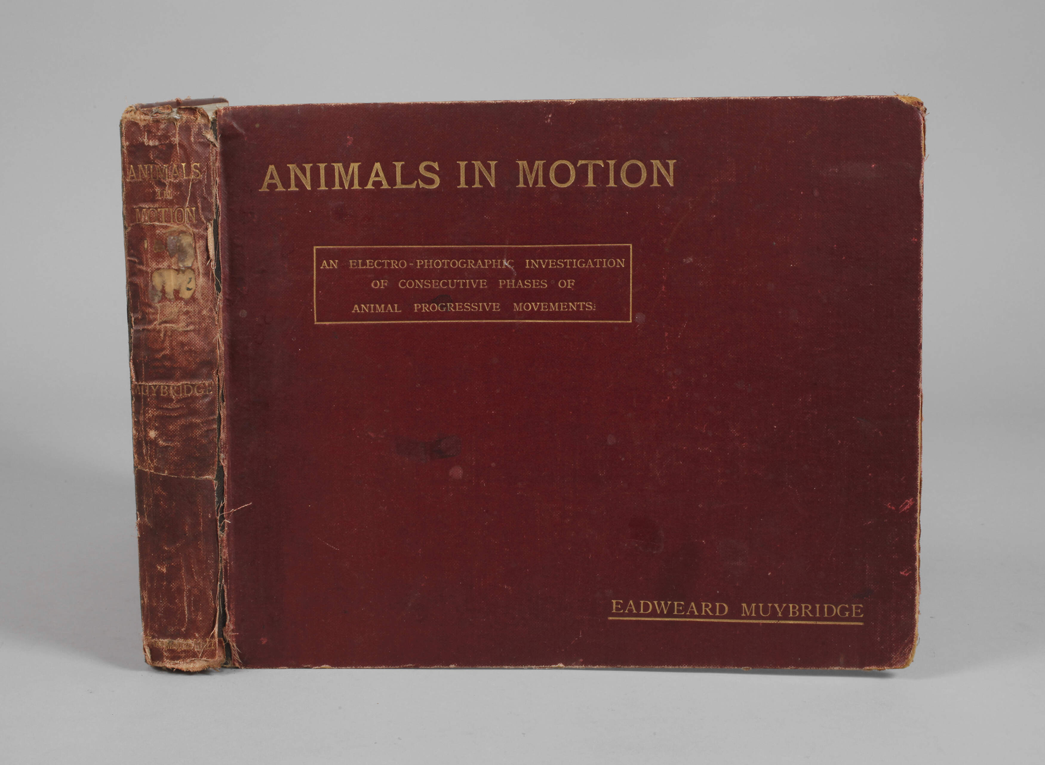 Animals in Motion