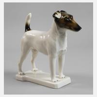 Passau Glatthaar-Foxterrier111