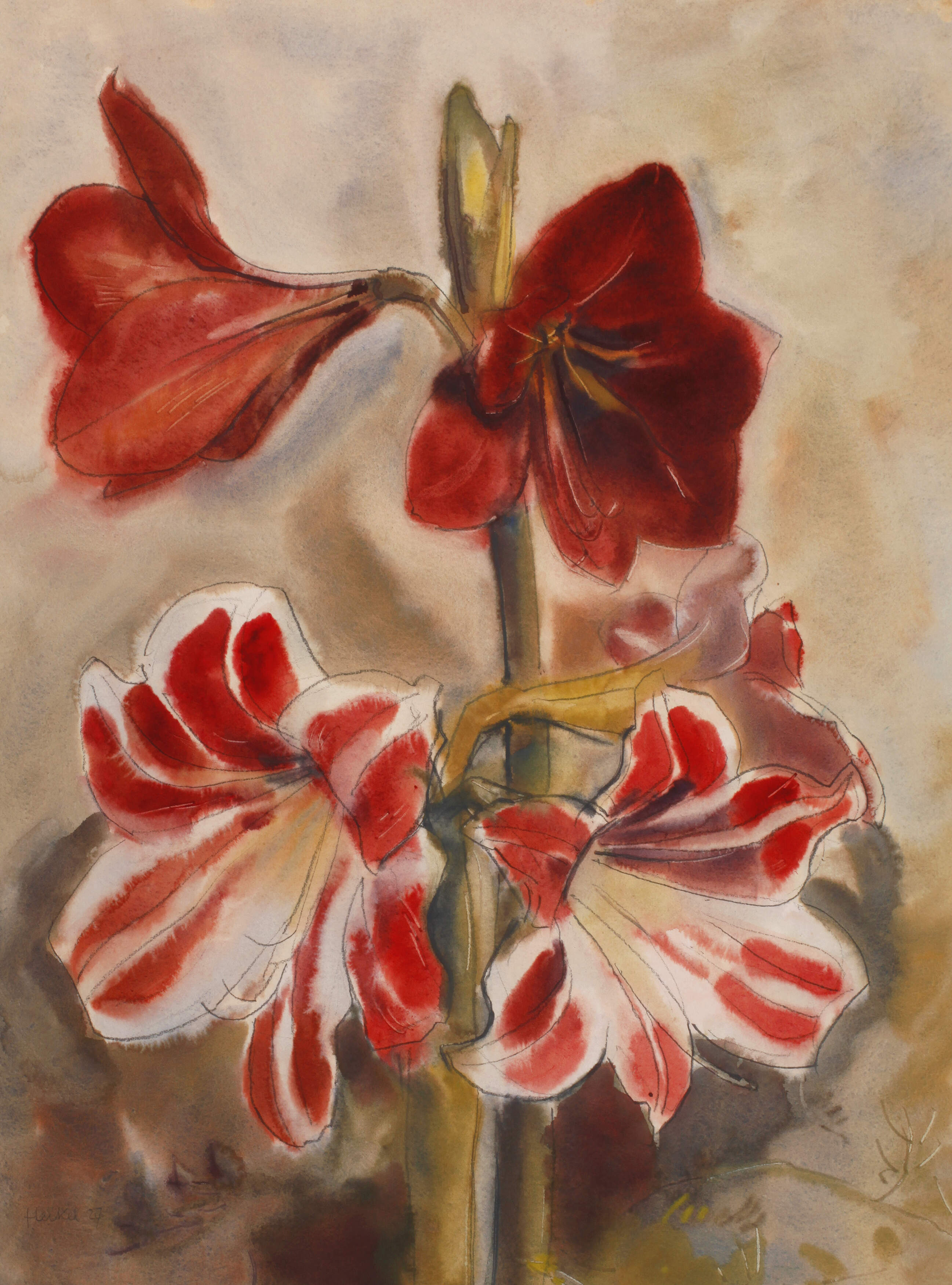 Heckel, Blühende Amaryllis