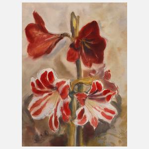 Heckel, Blühende Amaryllis