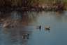 Eugen Kisselmann, Enten am Teich