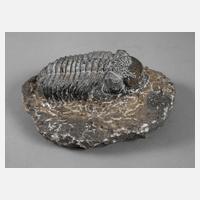 Trilobit111