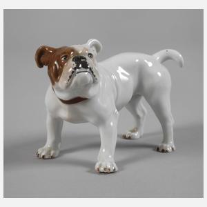 Meissen "Bulldogge"