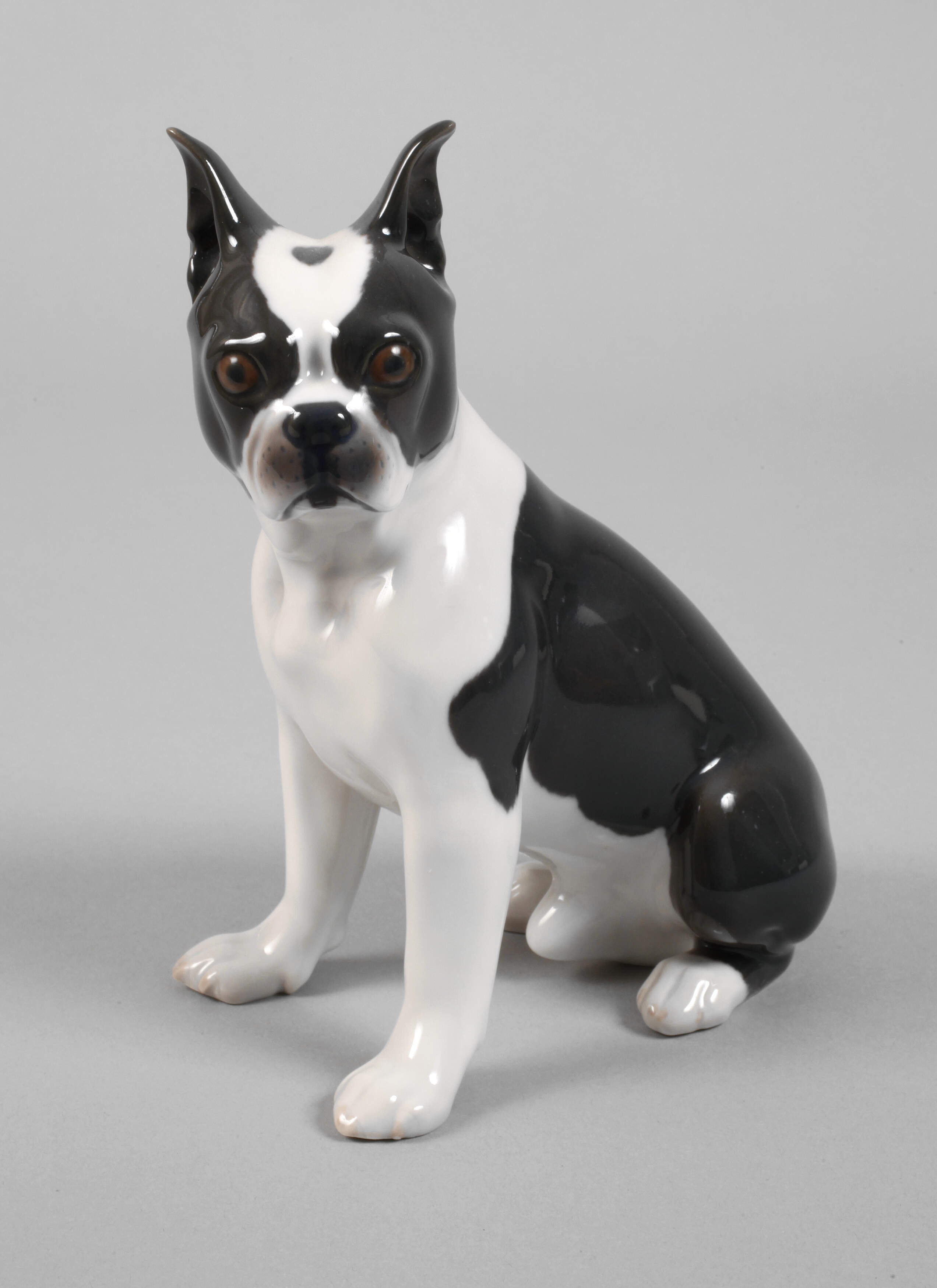 Kopenhagen "Boston" Terrier