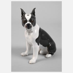 Kopenhagen "Boston" Terrier