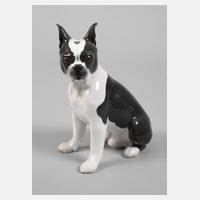 Kopenhagen "Boston" Terrier111