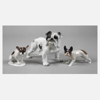 Rosenthal Konvolut Bulldoggen111