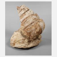 Turmschnecke111