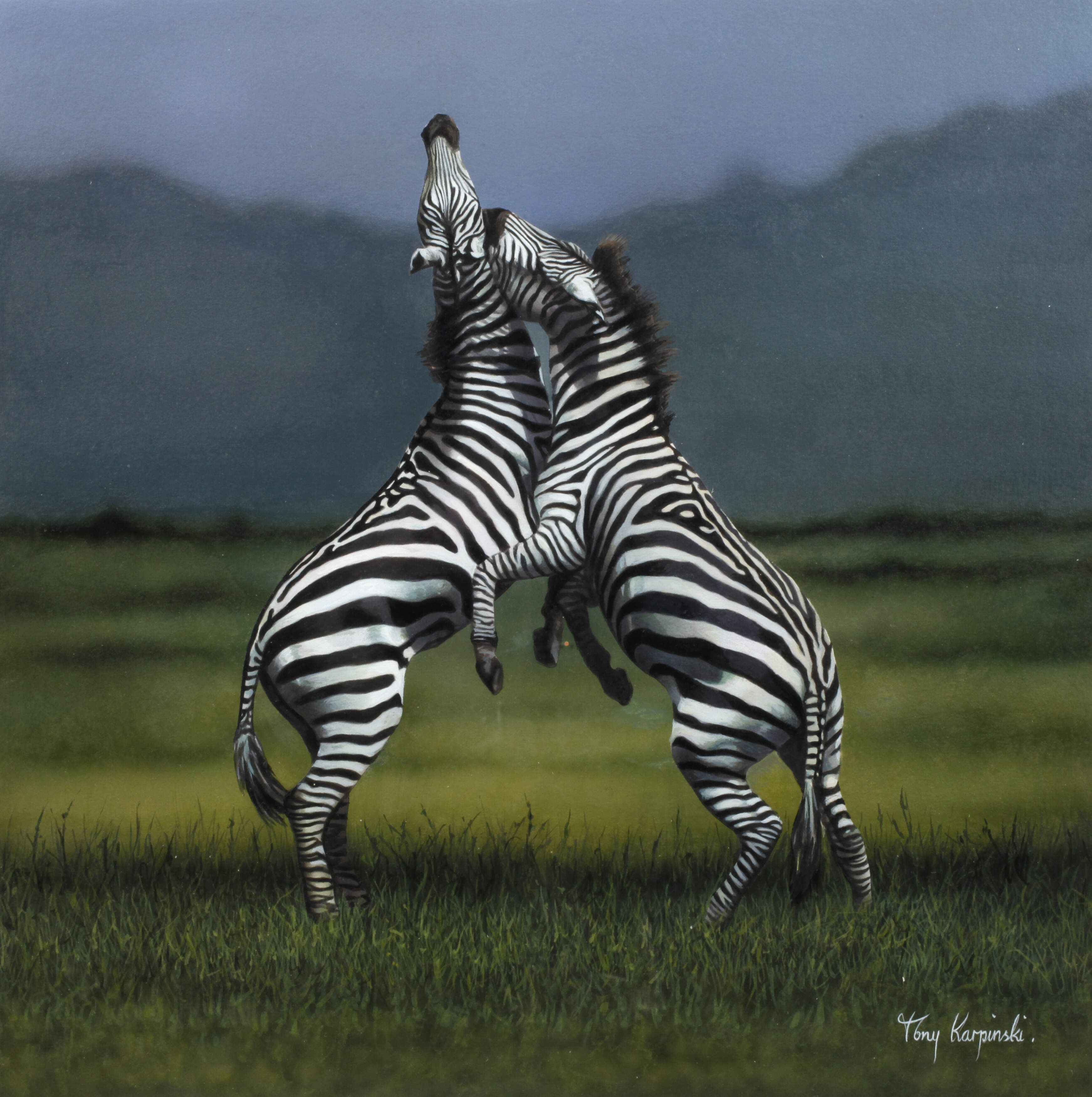 Tony Karpinski, Kämpfende Zebras