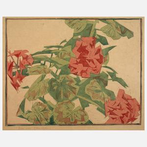 Egon von Kameke, Pelargonien