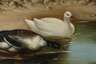 B. Günter, Enten am Teich